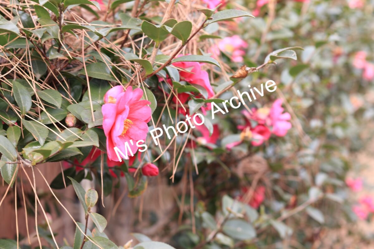 三溪園で撮影したピンク色の椿（ツバキ）の花